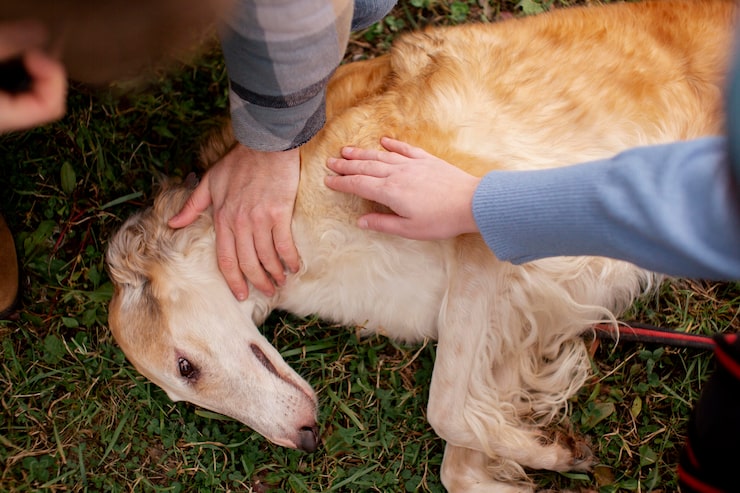 close-up-farmer-spending-time-with-dog_23-2149140390